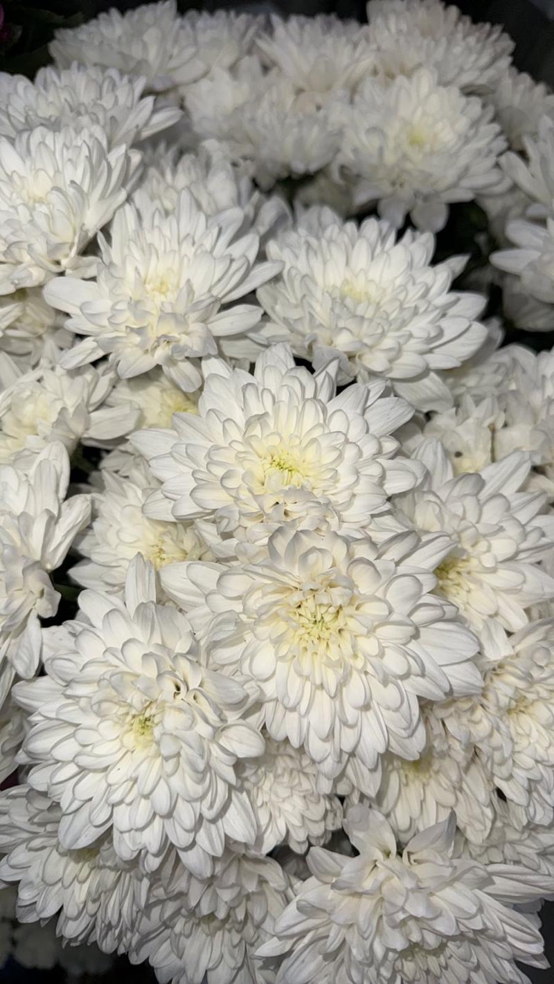 Хризантема «Балтика»